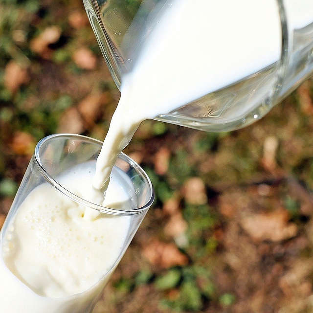 Adultos precisam consumir leite e derivados?